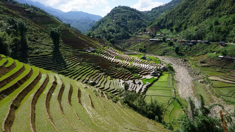 Ruộng bậc thang xanh mướt trải dài xuống thung lũng bên dòng suối đá gần Sapa, Việt Nam.