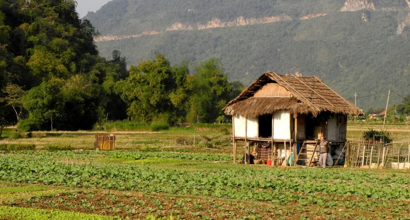 Một căn nhà sàn mái lá nằm giữa những ruộng rau xanh với núi đá vôi phía sau ở Mai Châu.