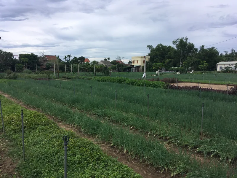 Những luống rau thơm xanh mướt trải dài trên cánh đồng làng rau Trà Quế gần Hội An.