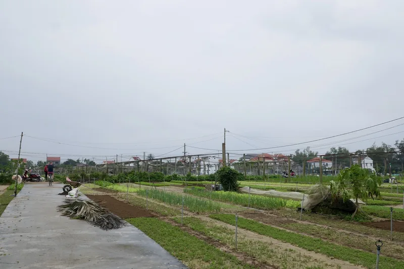 Những luống rau xanh trải dài bên lối đi bê tông tại làng rau Trà Quế gần Hội An dưới bầu trời u ám.