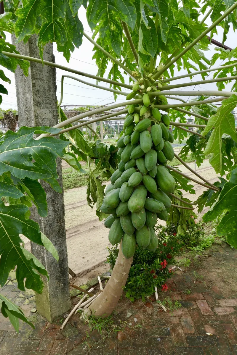Một chùm đu đủ xanh treo trên cây tại làng rau Trà Quế gần Hội An.