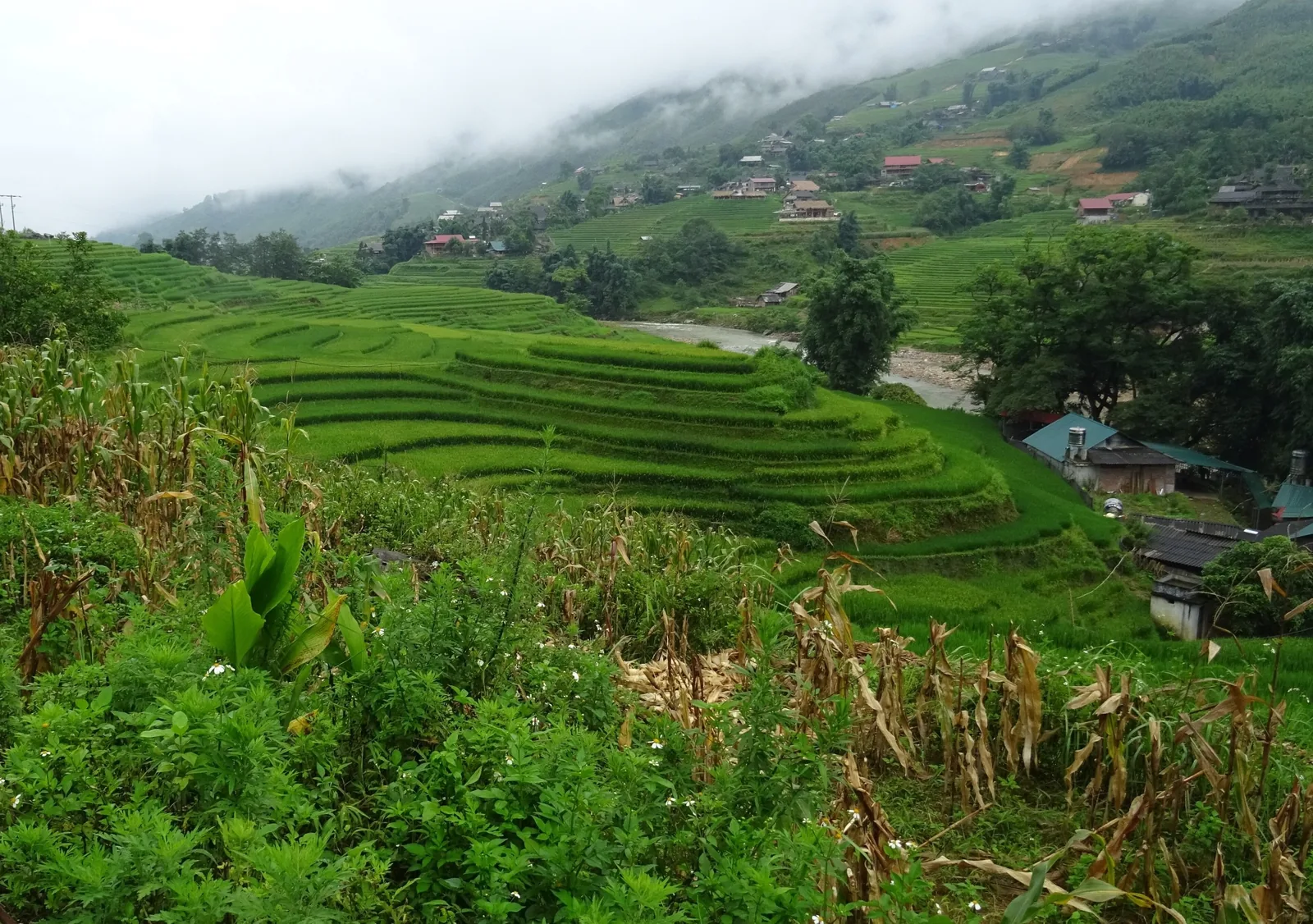 Ruộng bậc thang xanh mướt đổ xuống sườn đồi bên trên một bản làng trong thung lũng Mường Hoa gần Sapa.