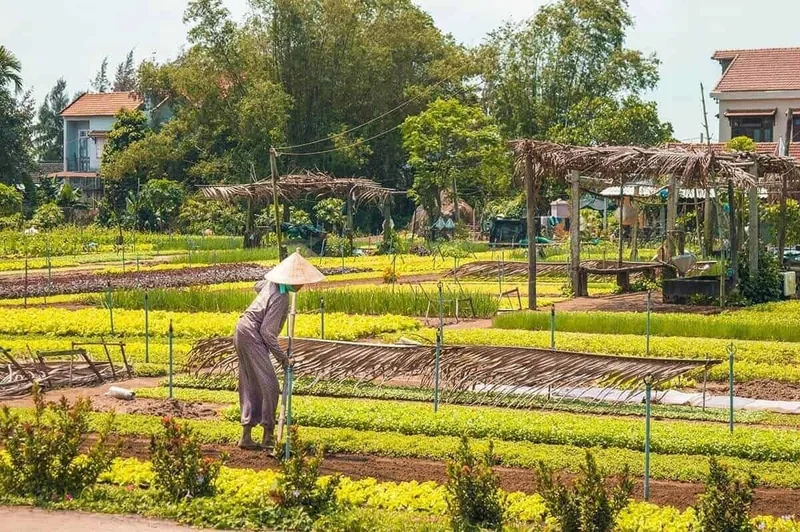 Người nông dân đội nón lá chăm sóc luống rau tại làng rau Trà Quế gần Hội An.