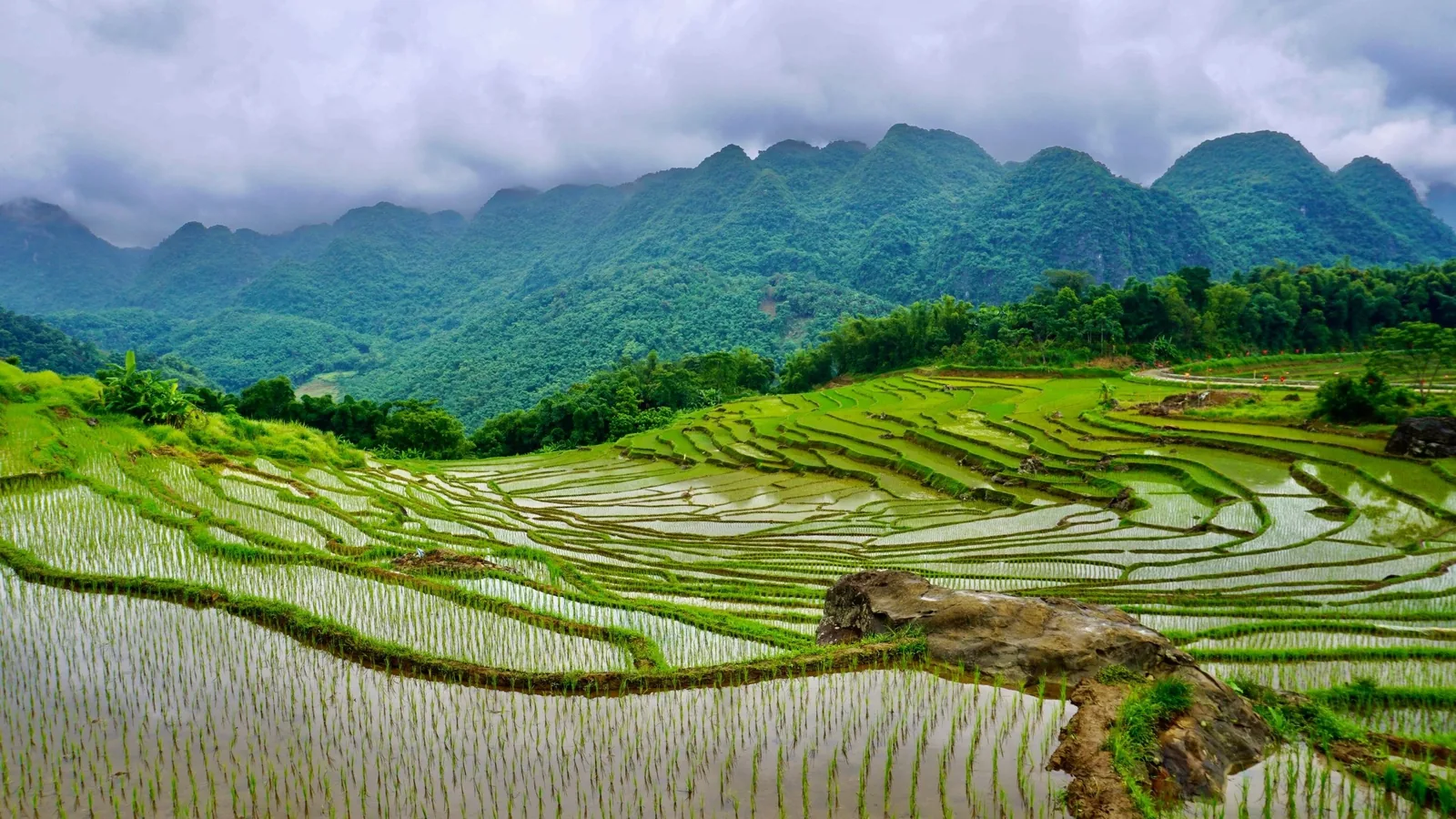Những thửa ruộng bậc thang ngập nước trải rộng dưới dãy núi đá vôi mờ sương ở Pù Luông.